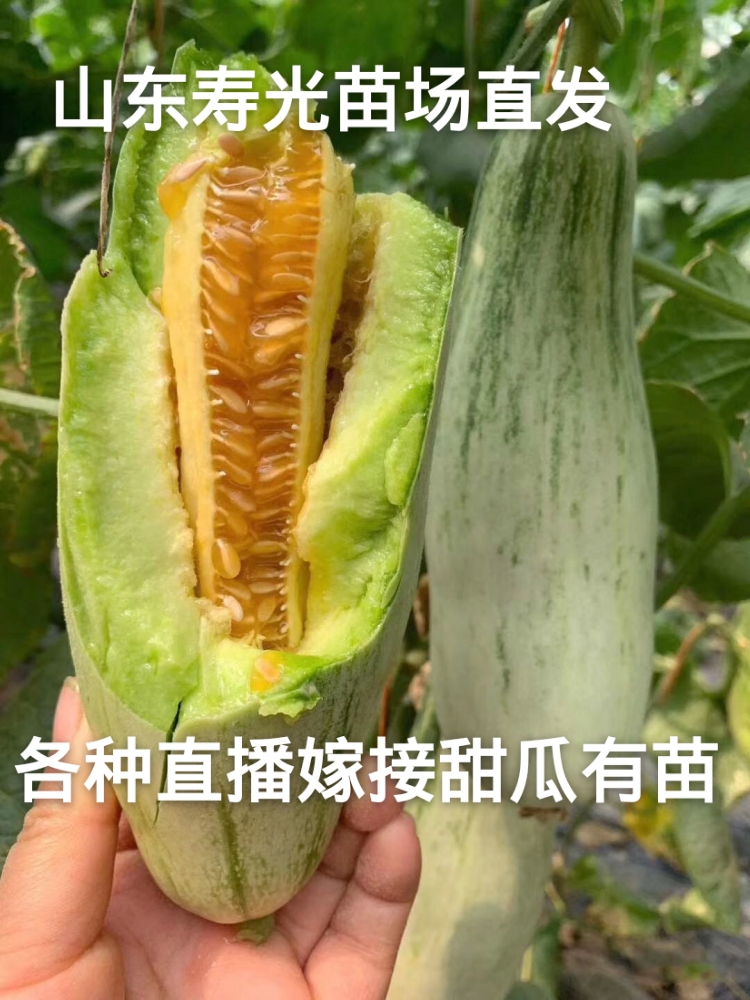 嫁接羊角蜜嫁接博洋九嫁接绿宝苗场直发博洋系列苗子直播苗都有货
