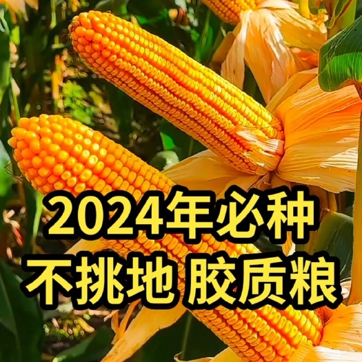 济南国审大棒红轴玉米种子批发大马牙正品苞谷种子矮杆抗倒抗病南北方
