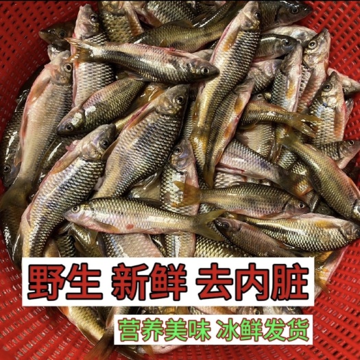 溪石斑光唇鱼，溪水小杂鱼活鱼现杀冰鲜真空发货