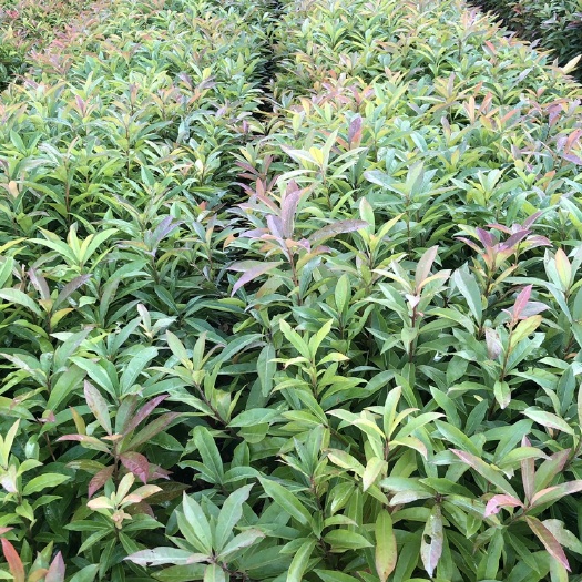 广州木荷