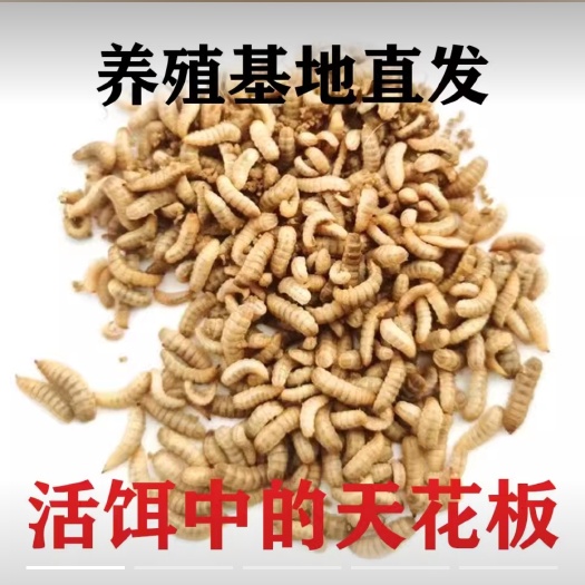 沛县常年出售黑水虻活虫