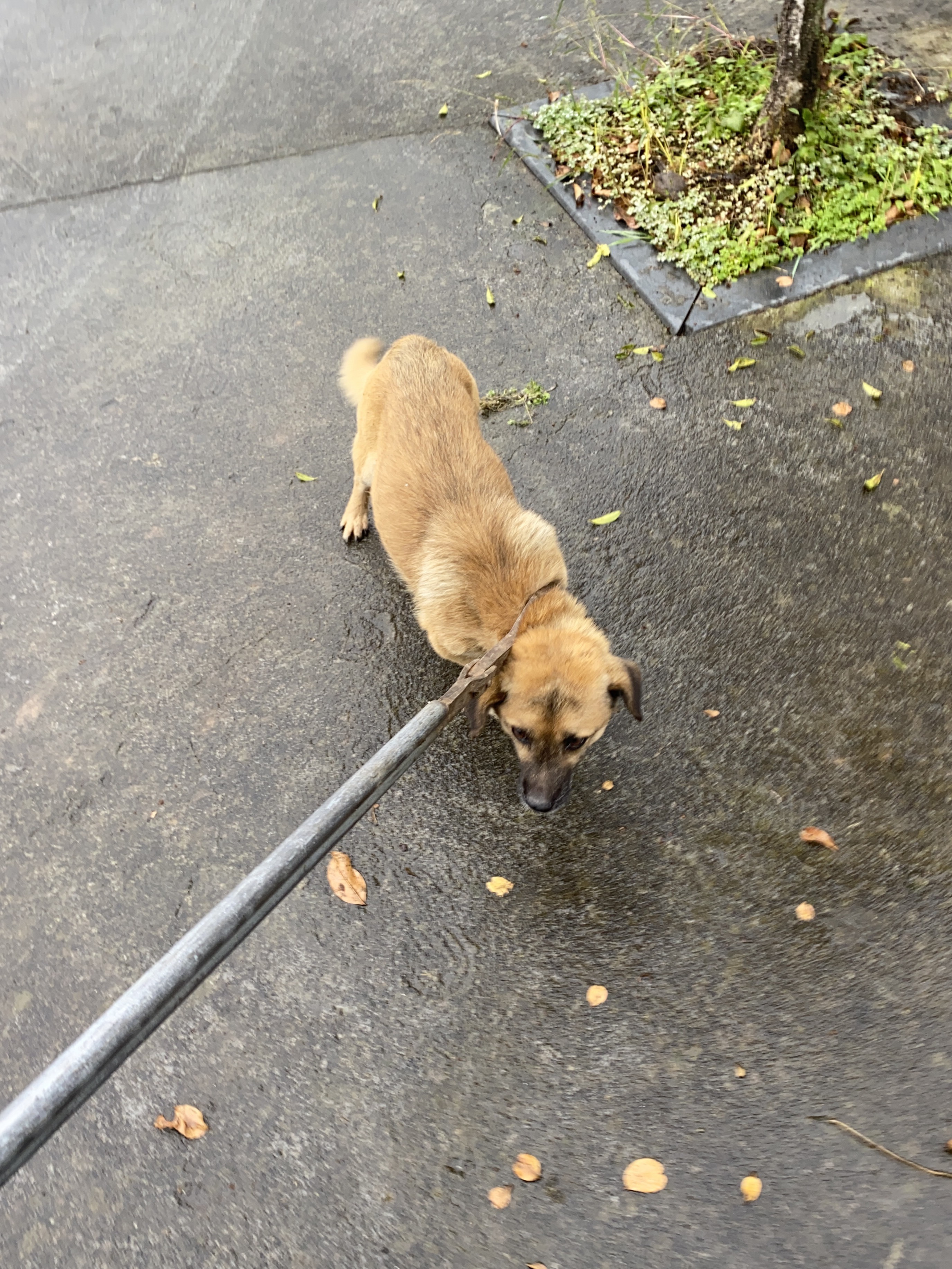 中华田园犬，肉狗土狗。