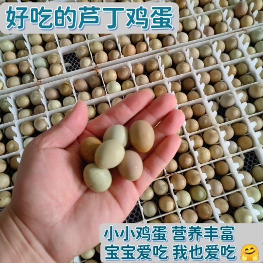 商丘【芦丁鸡食用蛋】鲜蛋孕妇儿童老人都爱吃高营养高蛋白