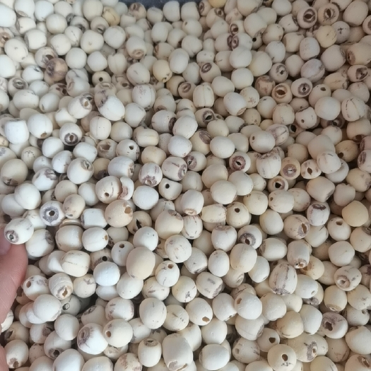 玉林产地直销，湘莲磨莲子白莲子去心。