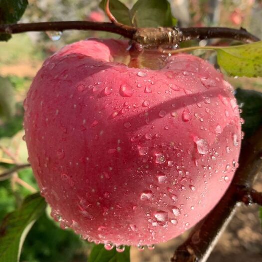 天水优质甘肃天水红富士苹果冰糖心脆甜当季新鲜苹果优质整箱
