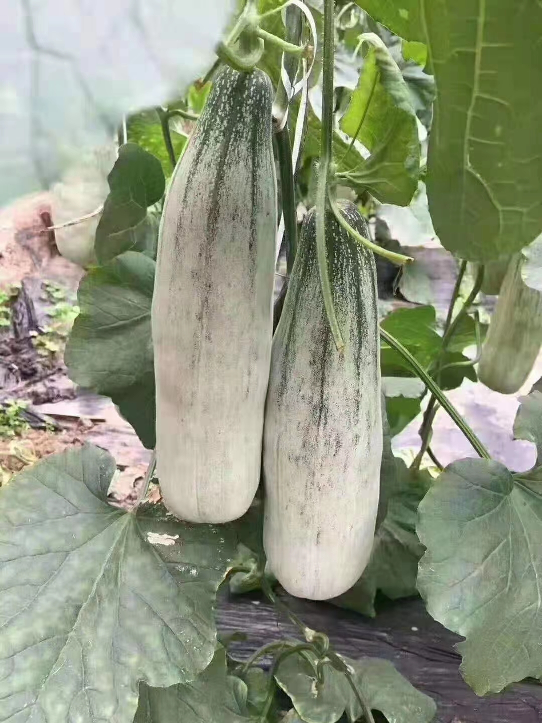 嫁接羊角蜜嫁接博洋九嫁接绿宝苗场直发博洋系列苗子直播苗都有货