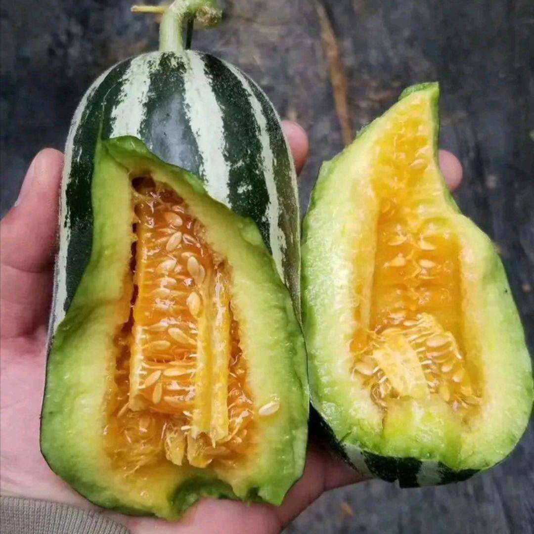嫁接羊角蜜嫁接博洋九嫁接绿宝苗场直发博洋系列苗子直播苗都有货