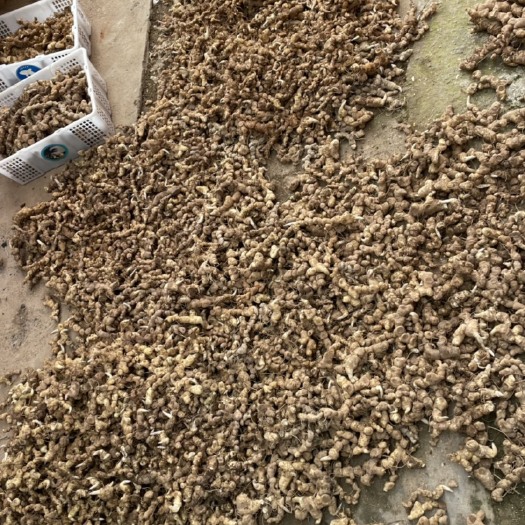 祁阳市新鲜黄精通货
