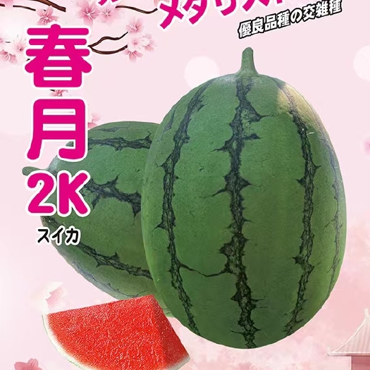 青县400粒春月2k礼品西瓜种子早熟瓤红汁多甜度高2到2.5公