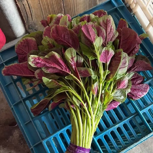 福建红苋菜大量供应，有需要的老板，欢迎来合作