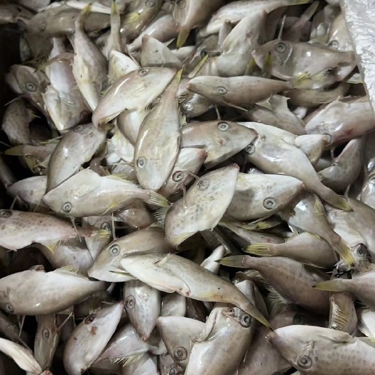 小马面鱼，耗儿鱼，