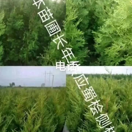 获嘉县柏树，侧柏，老柏，蜀柏