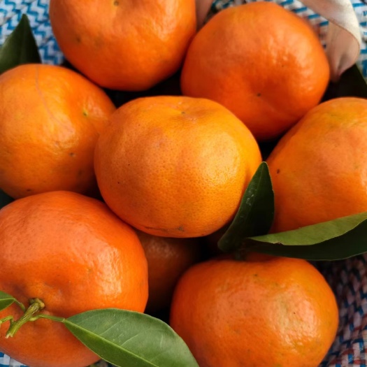 泸州四川川红橘，四川陈皮的主要原料，酸甜可口，皮薄多汁