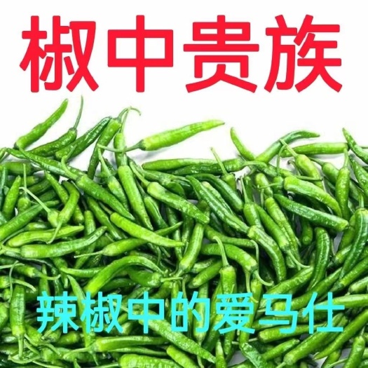 玉林精品樟树小辣椒！港椒！