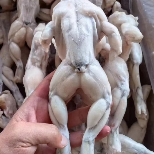 广州冻品牛蛙10斤装1吨起销，便宜到没朋友！