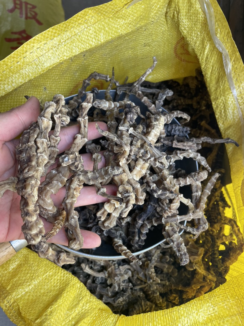 地参、虫草参、云南地产一手货源批发
