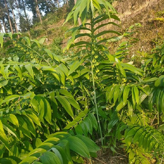 成都九华山甜黄精九蒸九晒  黄精个  黄精片  可以干吃的黄精