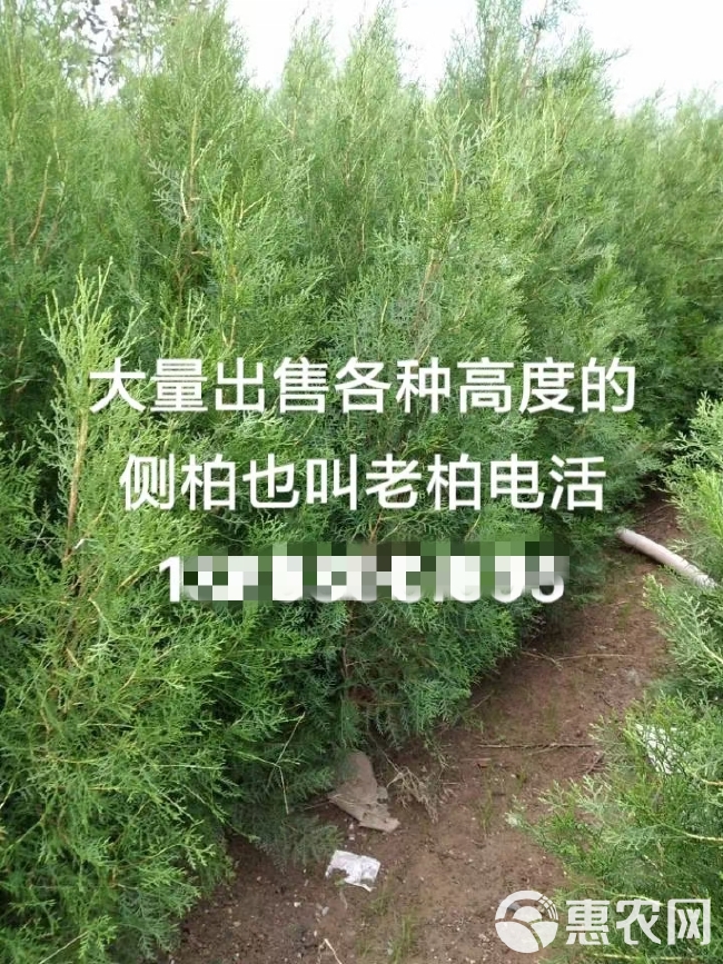 柏树，侧柏，老柏，蜀柏