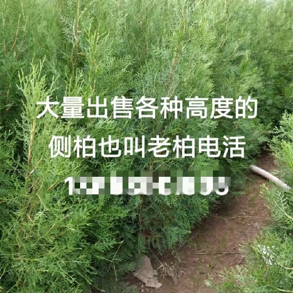 柏树，侧柏，老柏，蜀柏