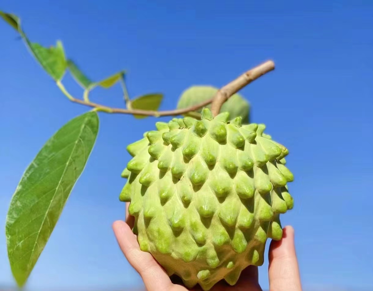一件代发货云南凤释迦果来自云南的热带水果甜蜜蜜如初初恋美妙