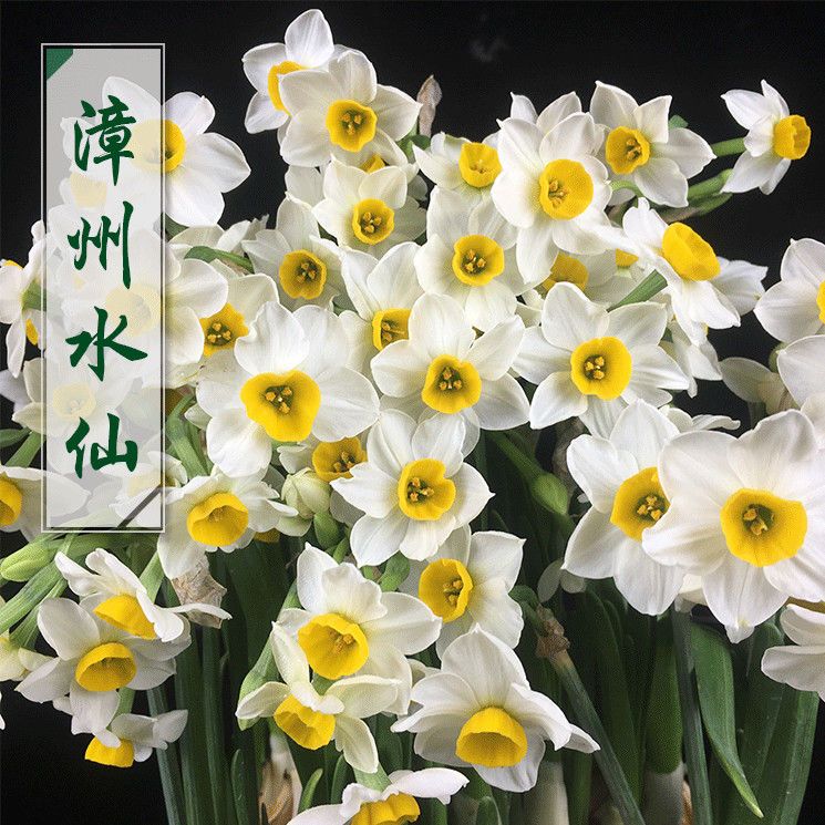 雕刻水仙花4個花苞1粒9.9漳州水仙花種球春節(jié)元旦室內(nèi)擺放