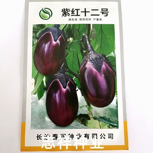 华容县春润紫红十二号紫红茄子种子杂交卵圆形早熟耐寒性强抗病8克