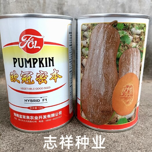 华容县海南欧冠密本南瓜种子大田种植中熟优质肉厚面粉味甜品质佳50克