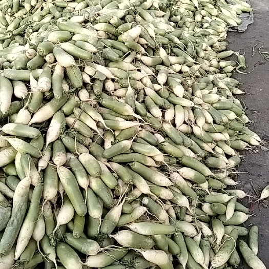 南阳萝卜