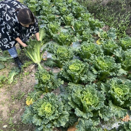 罗甸县青口大白菜￼￼