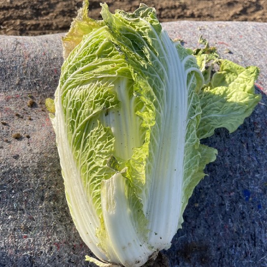 高邑县大白菜
