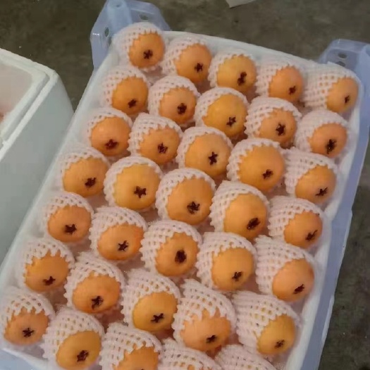 蒙自市云南蒙自高原枇杷