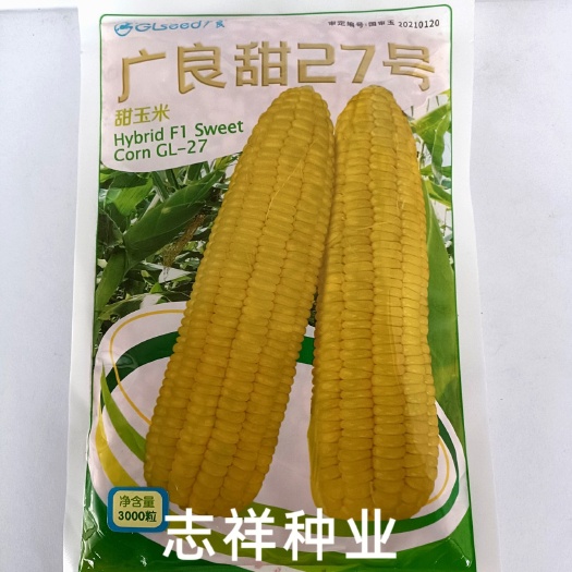 华容县原装广良甜27号甜玉米种子优质非转基因大田玉米种超甜水果玉米