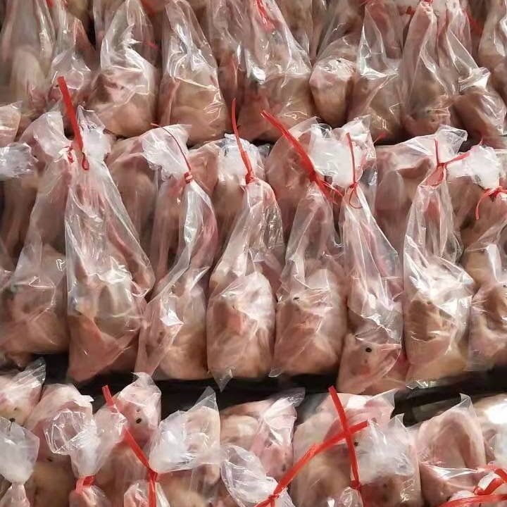 乳鸽，老鸽，白条乳鸽大量供应厂家直销