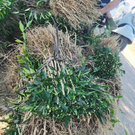 阳朔县香橙小苗0.5公分以上