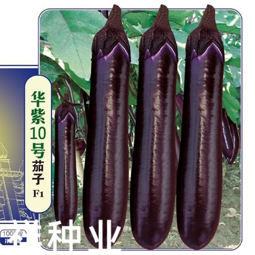 华容县广东华农大华紫10号紫红长茄子种子中熟烧烤茄子抗病耐热耐寒