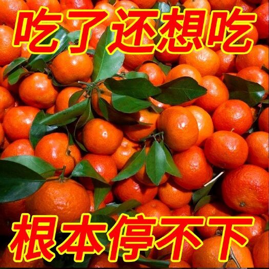 广西西林砂糖橘无籽正宗水果当季代发整车发货代办批发橘子蜜桔