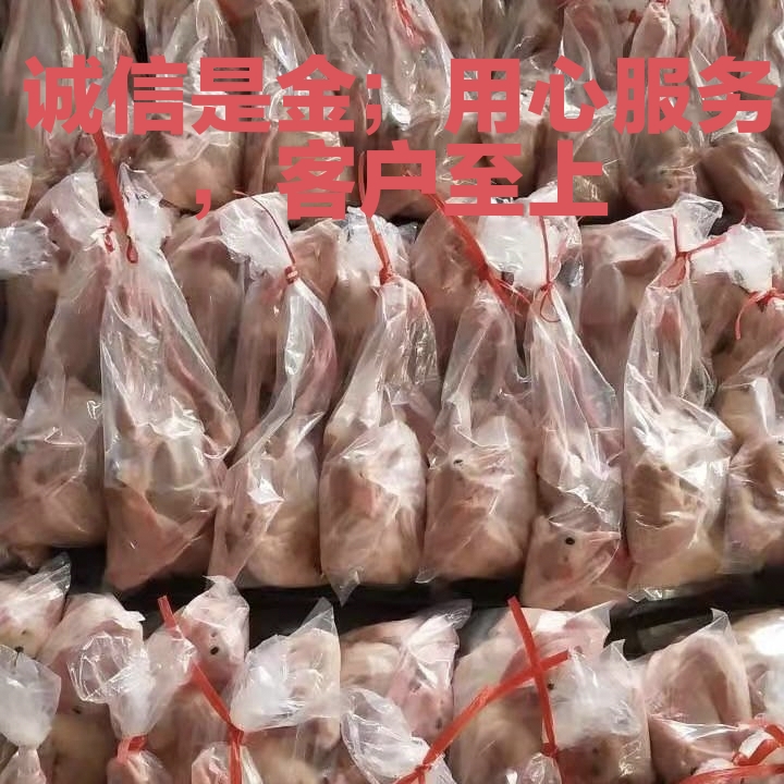 乳鸽，老鸽，白条乳鸽大量供应厂家直销