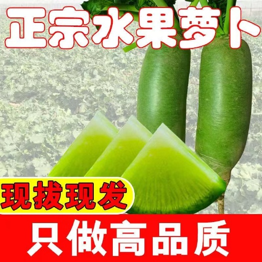 天津青萝卜，沙窝水果萝卜，脆甜多汁