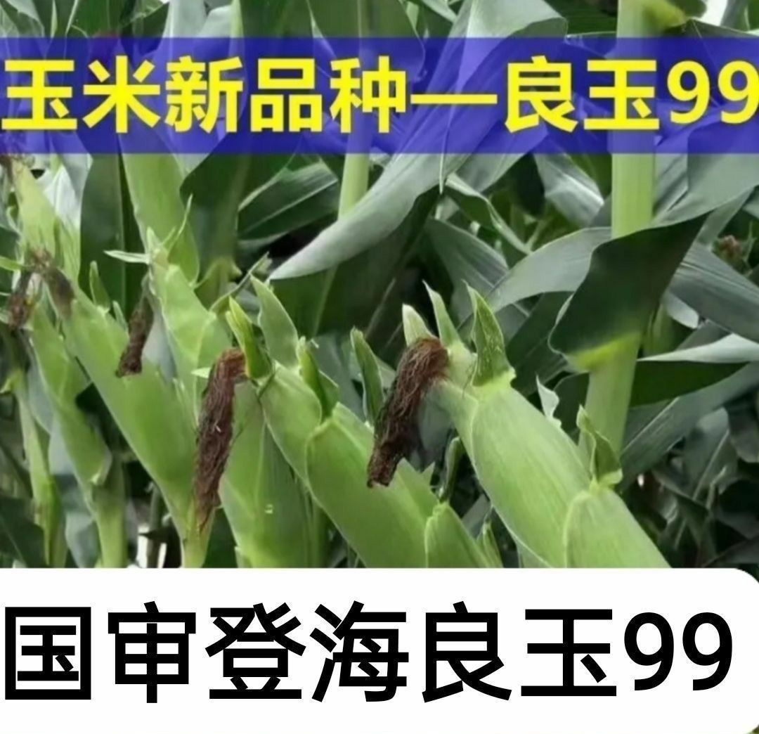 良玉99玉米種子，國審