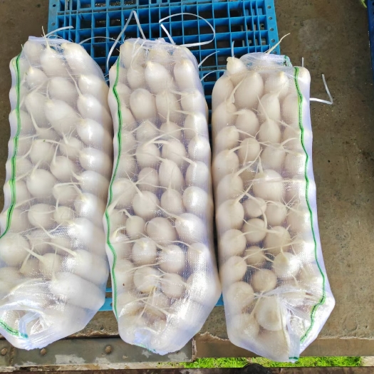 重庆市白萝卜出口贸易，电商，商超，市场，工厂等货齐全，欢迎各位老板