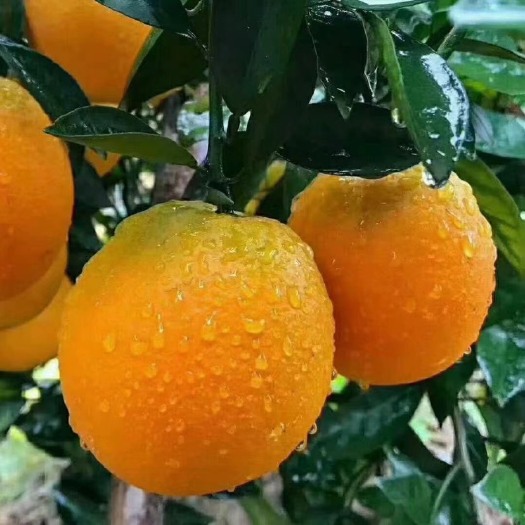新宁县湖南莨山脐橙
