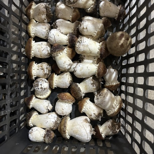 大连赤松茸