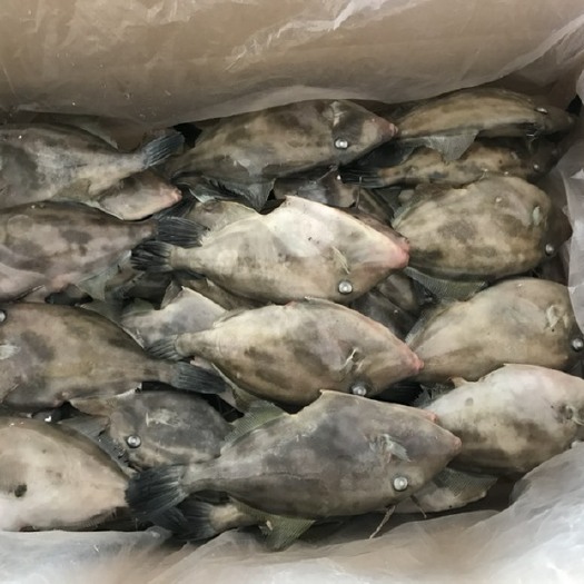 宁波马面鱼，蓝鳍马面鱼，
