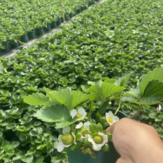 佛山草莓盆栽