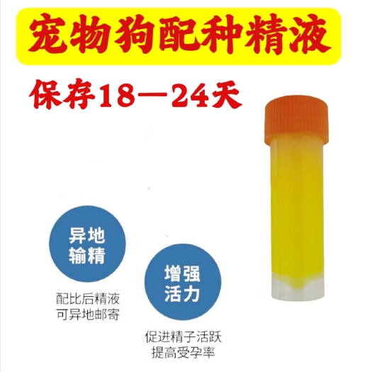 缙云县宠物狗配种精马犬德牧柯基泰迪拉布拉多犬精液人工配种冻精