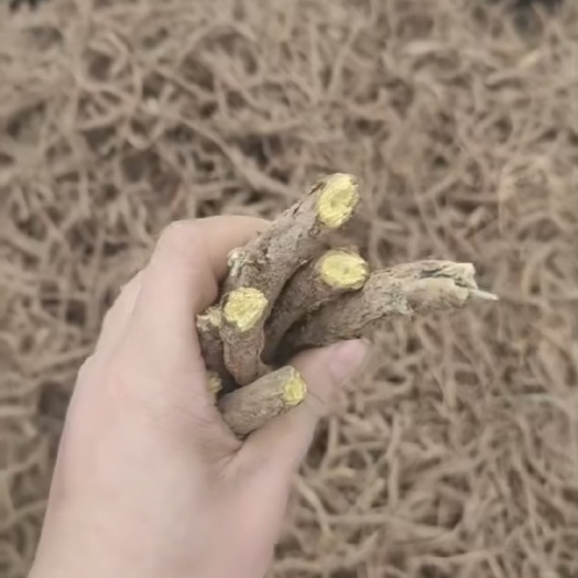 稷山县干黄芩