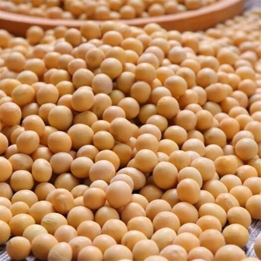 萝北县黄豆芽豆