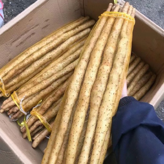 饶阳县小白嘴白山药，河北新货上市网袋纸箱散货，产地直供，现挖现发。