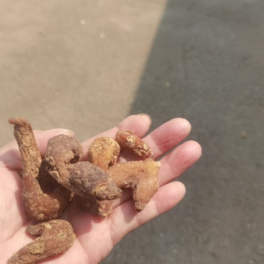 玉屏县黄精