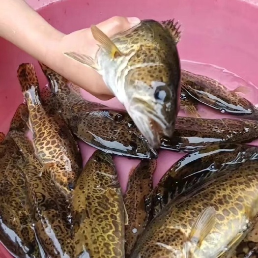 桂鱼